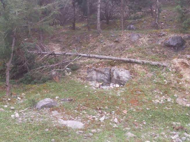 وضعيت اسفناک پارک جنگلي در شمال کشور